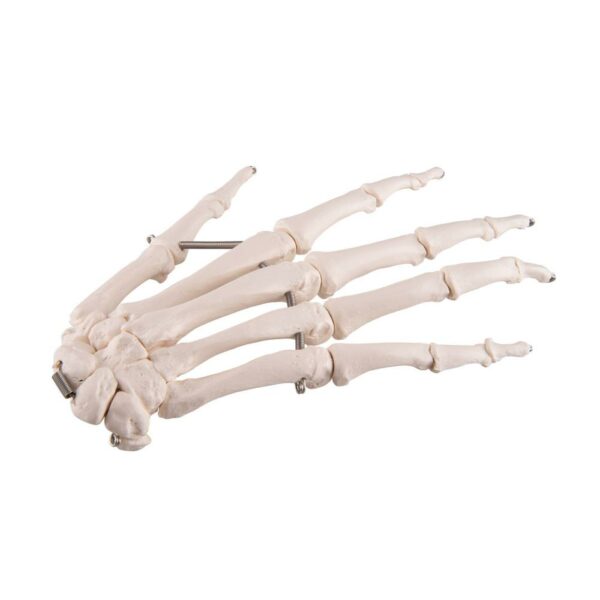 Hand skelet A40
