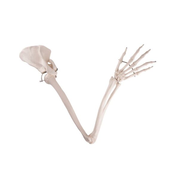 Arm/Scapula/Clavicula A46