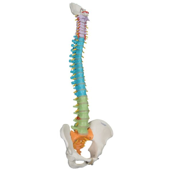 flexibele wervelkolom (didactic) A58/8