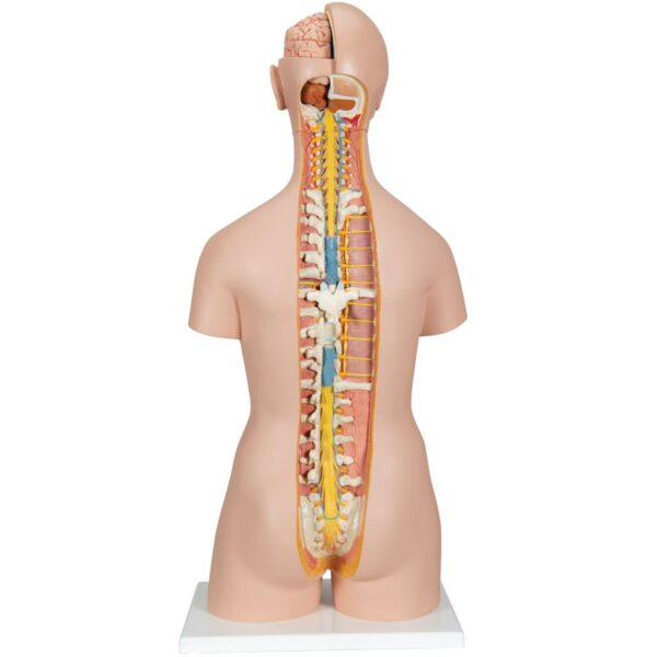 Classic Unisex torso B17 - Afbeelding 2