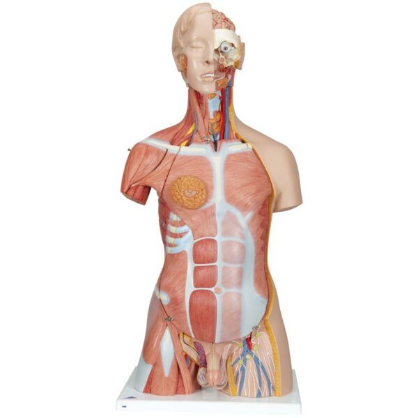 Deluxe Muscle torso B40