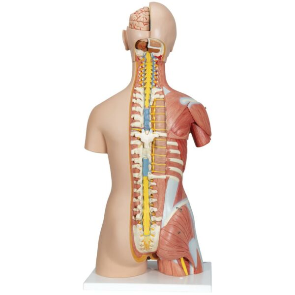 Deluxe Muscle torso B40 - Afbeelding 2