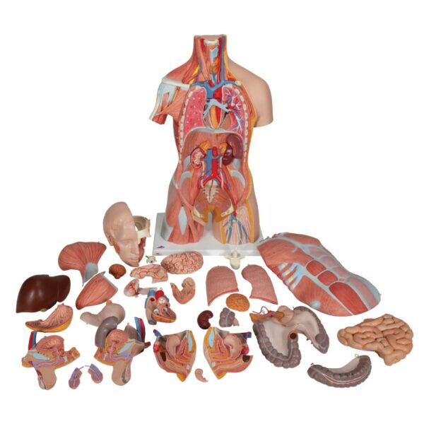 Deluxe Muscle torso B40 - Afbeelding 3