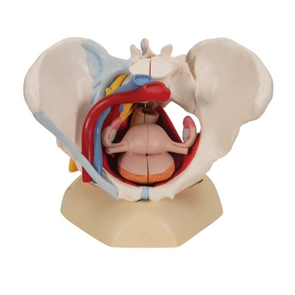 Vrouwelijk bekken+ligamenten H20/4