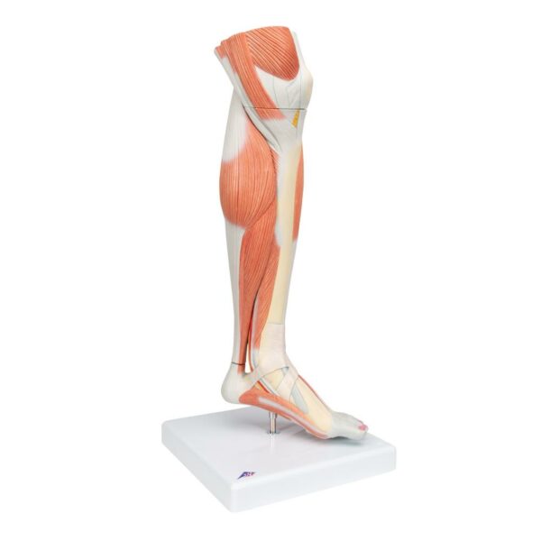 Onderbeen+knie+spieren, M22