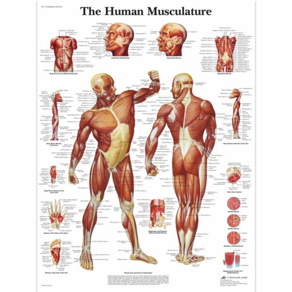 Poster muscular system gelamineerd