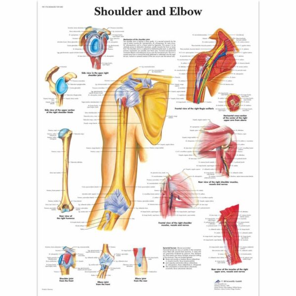 Poster shoulder&elbow gelamineerd