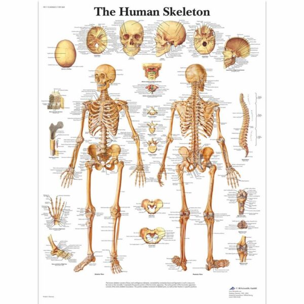Poster skeletal system gelamineerd