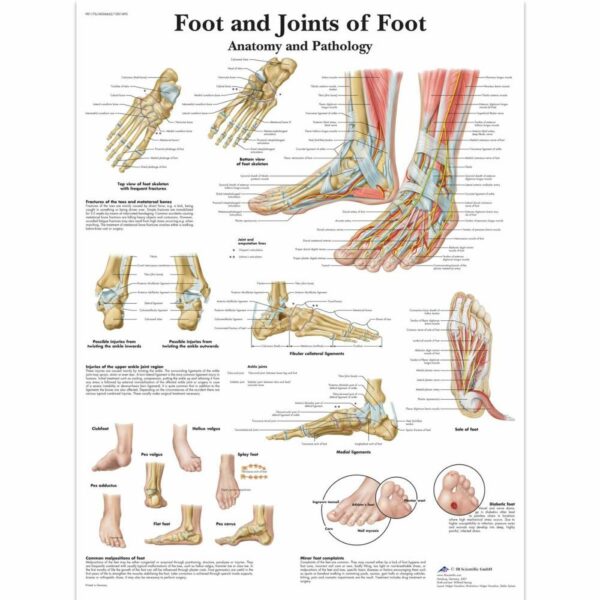Poster foot&ankle gelamineerd