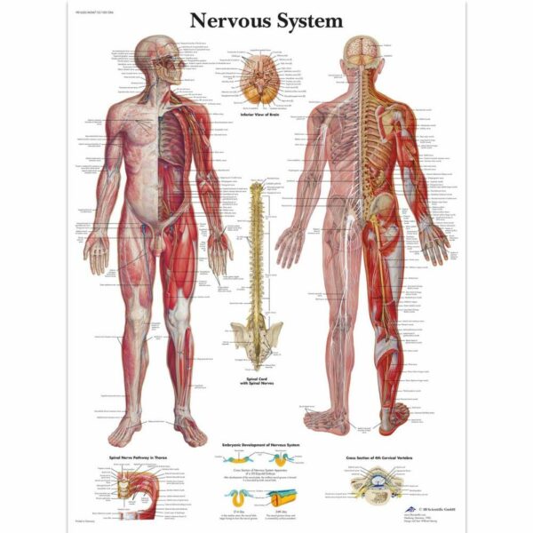 Poster nervous system gelamineerd