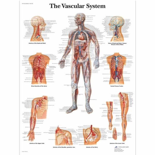 Poster vascular system gelamineerd