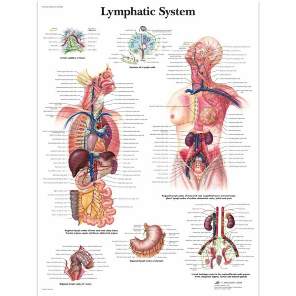 Poster lymfesysteem gelamineerd