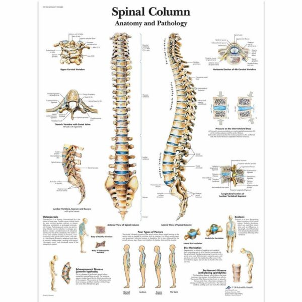 Poster spinal column gelamineerd