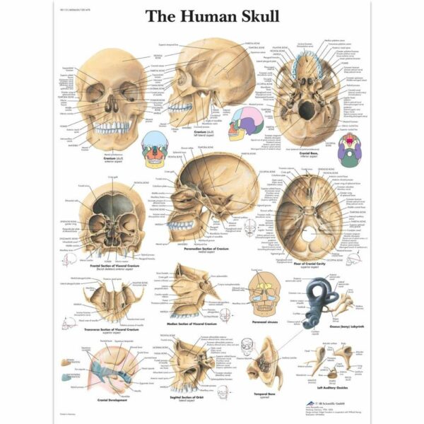 Poster human skull gelamineerd
