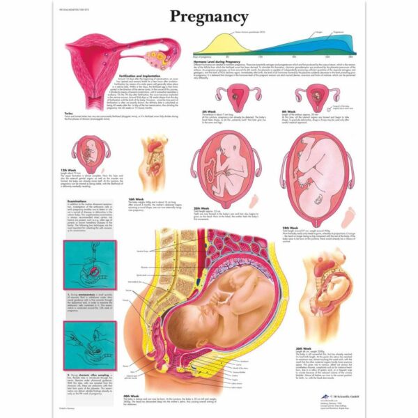 Poster Pregnancy gelamineerd