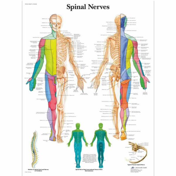 Poster Spinal nerves gelamineerd