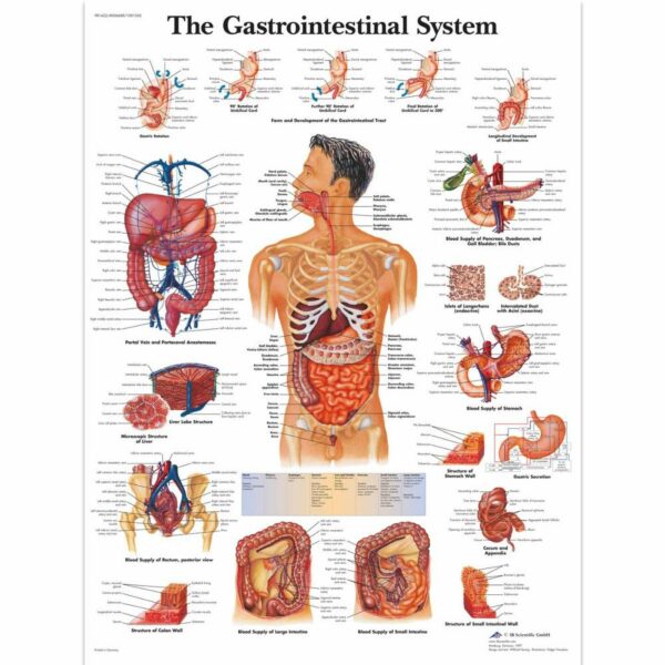 Poster Gastrointestinal system gelamineerd