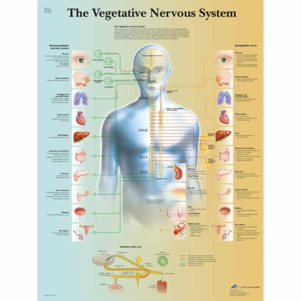 Poster Vegatative nervous system gelamineerd